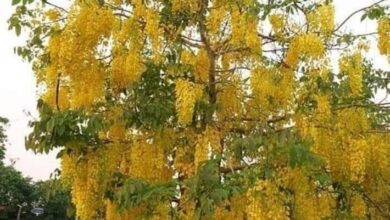 खिल उठे अमलतास रेला मडा