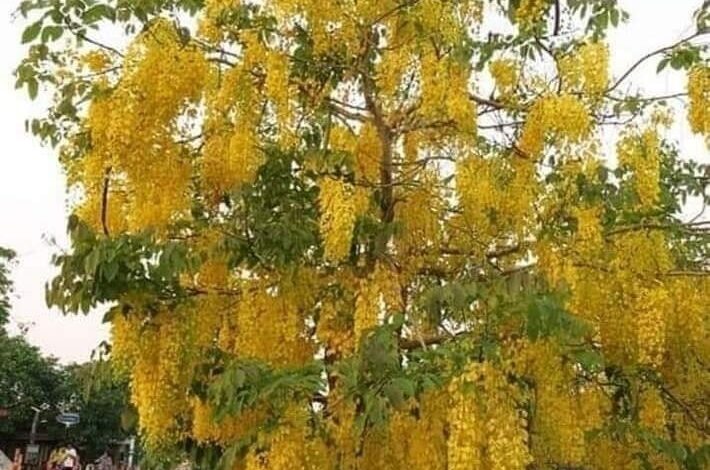 खिल उठे अमलतास रेला मडा खिल उठे अमलतास रेला मडा
