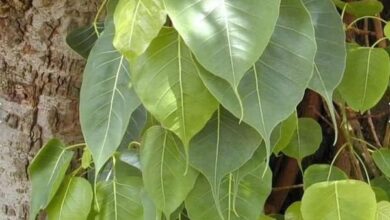 जब वायुमण्डल में रिफ्रेशर ही नहीं रहेगा तो बढ़ेगी गर्मी