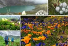 उत्तराखंड की चेनाप घाटी: जहां कुदरत सजाती है 400 से अधिक प्रजातियों के दुर्लभ फूलों की क्यारियां