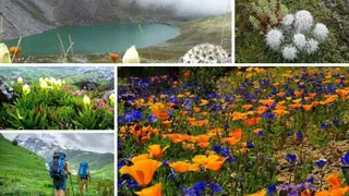 उत्तराखंड की चेनाप घाटी: जहां कुदरत सजाती है 400 से अधिक प्रजातियों के दुर्लभ फूलों की क्यारियां उत्तराखंड की चेनाप घाटी: जहां कुदरत सजाती है 400 से अधिक प्रजातियों के दुर्लभ फूलों की क्यारियां