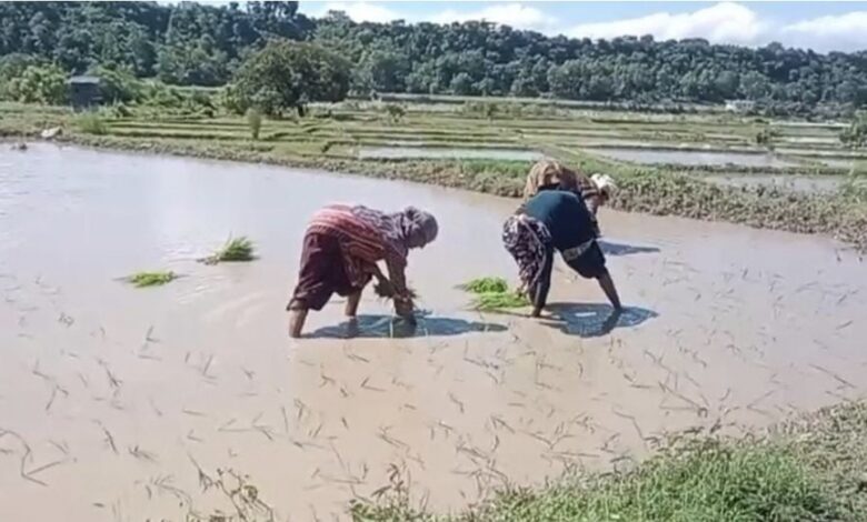 बासमती की खुशबू से फिर महकेगा दून: सफल ट्रायल के बाद 160 किसानों ने संभाली कमान; 75 हेक्टेयर में शुरू हुई खेती बासमती की खुशबू से फिर महकेगा दून: सफल ट्रायल के बाद 160 किसानों ने संभाली कमान; 75 हेक्टेयर में शुरू हुई खेती